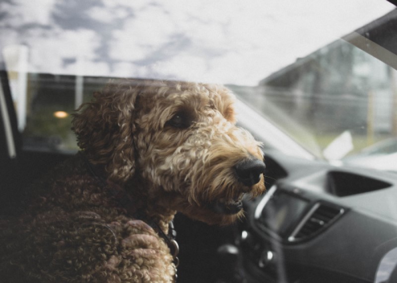 Dog In Car